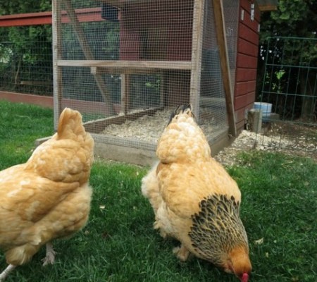solar powered chicken coop