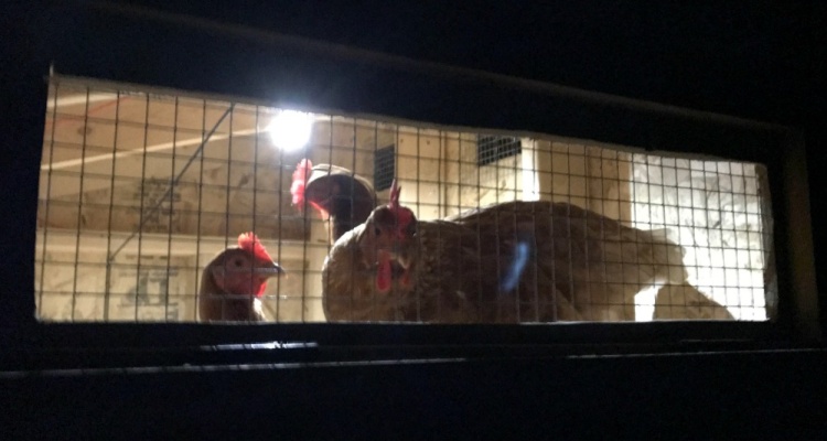 chickens at night solar lighting