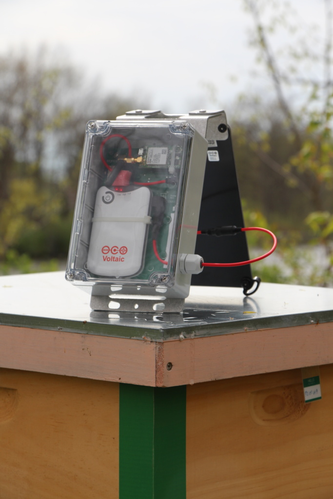solar for IoT, solar for beekeeping, solar for beehive monitoring