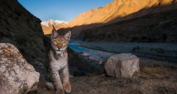 Camera Trapping Wild Cats