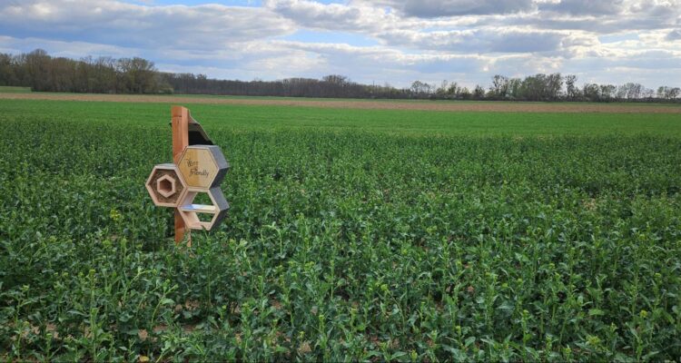 Solar-Powered Bee Friendly's Insector